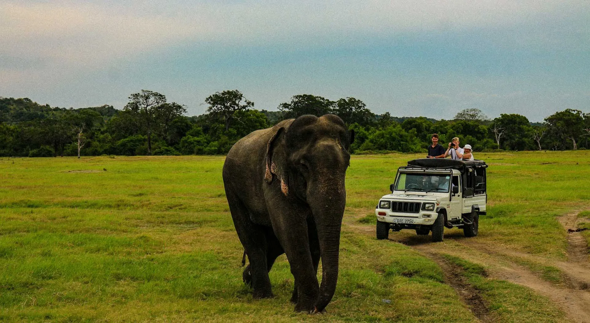 Wild elephant near safari jeep in Sri Lanka’s grasslands