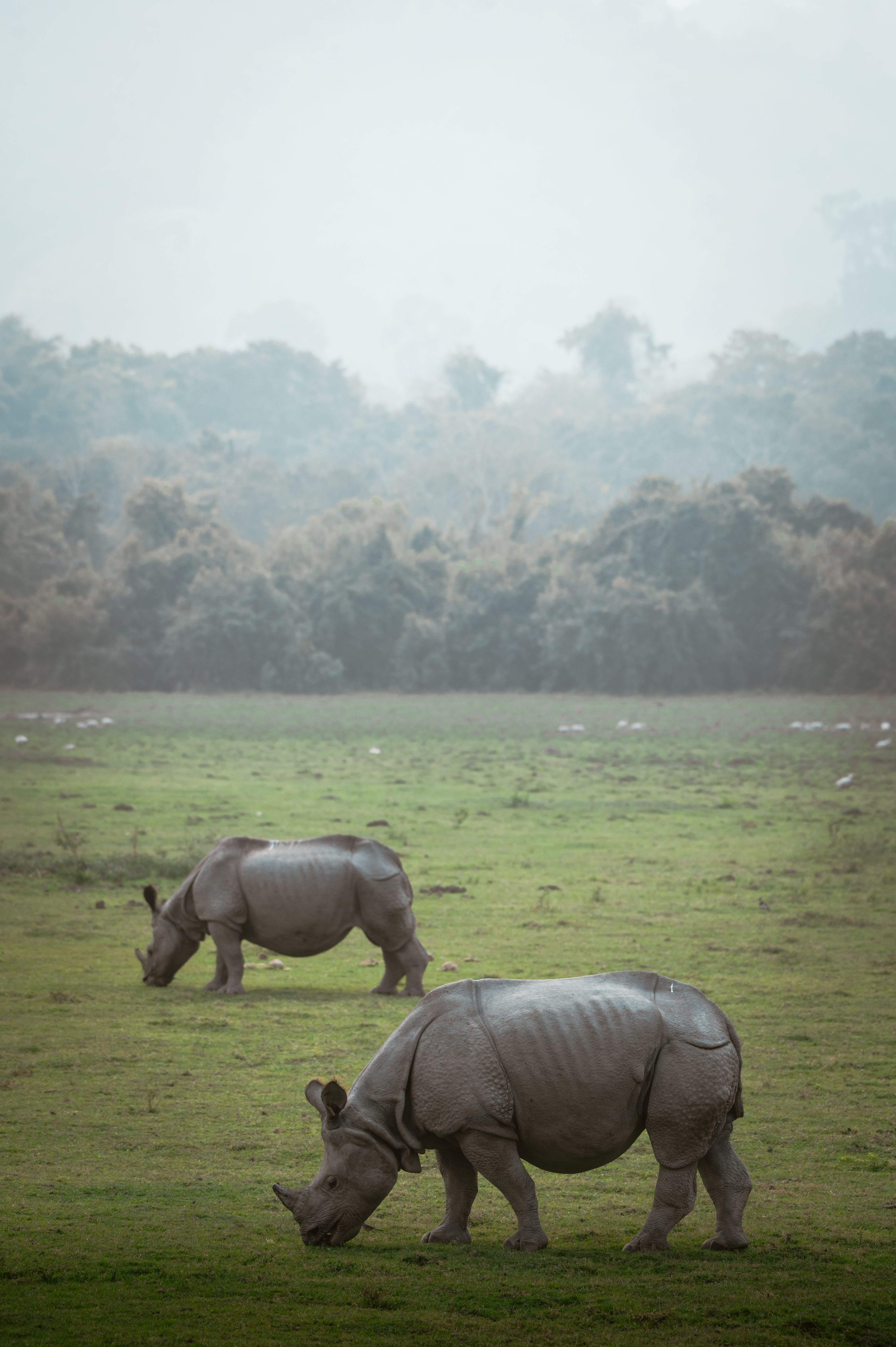 Elephant Safari