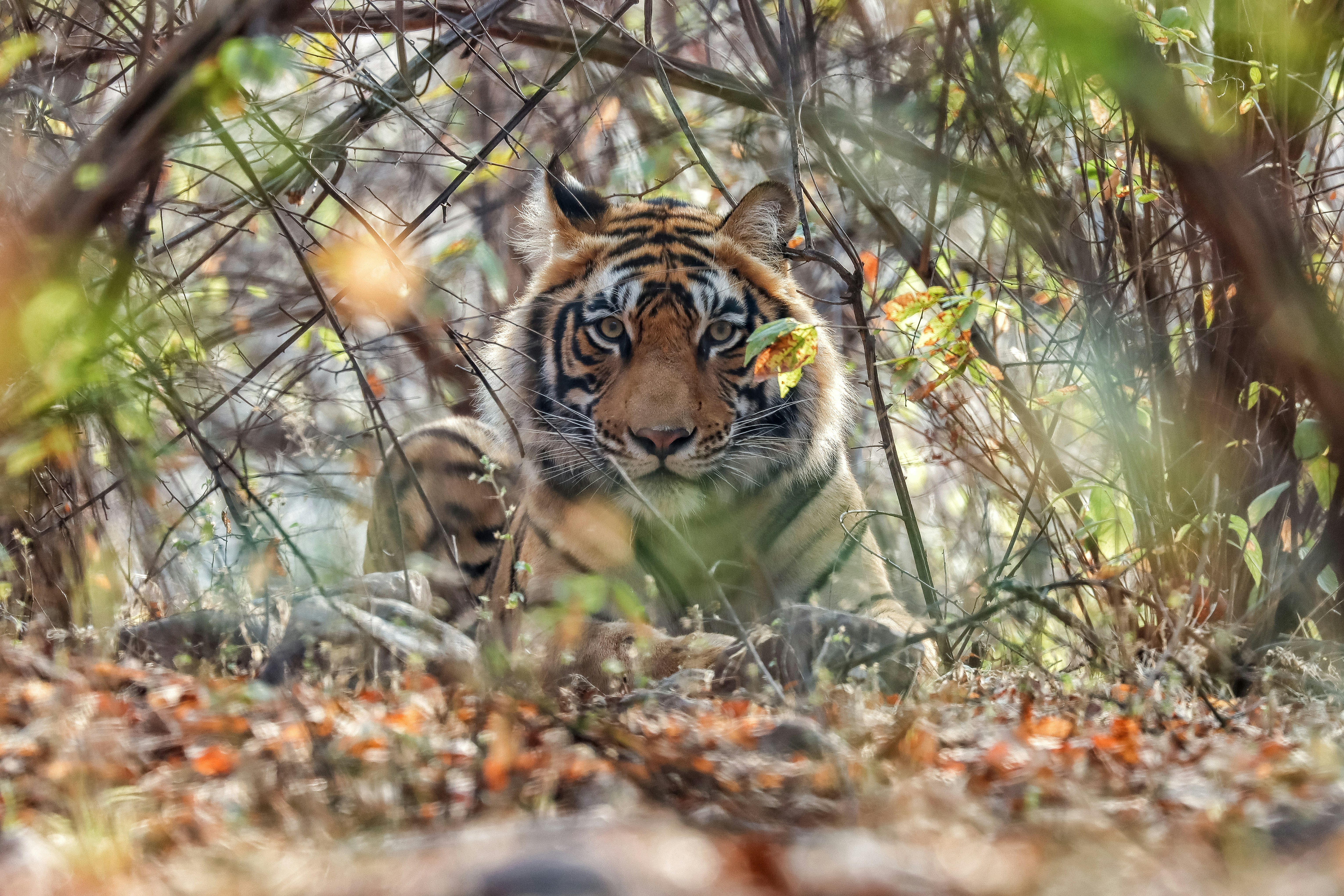 Tiger in forest