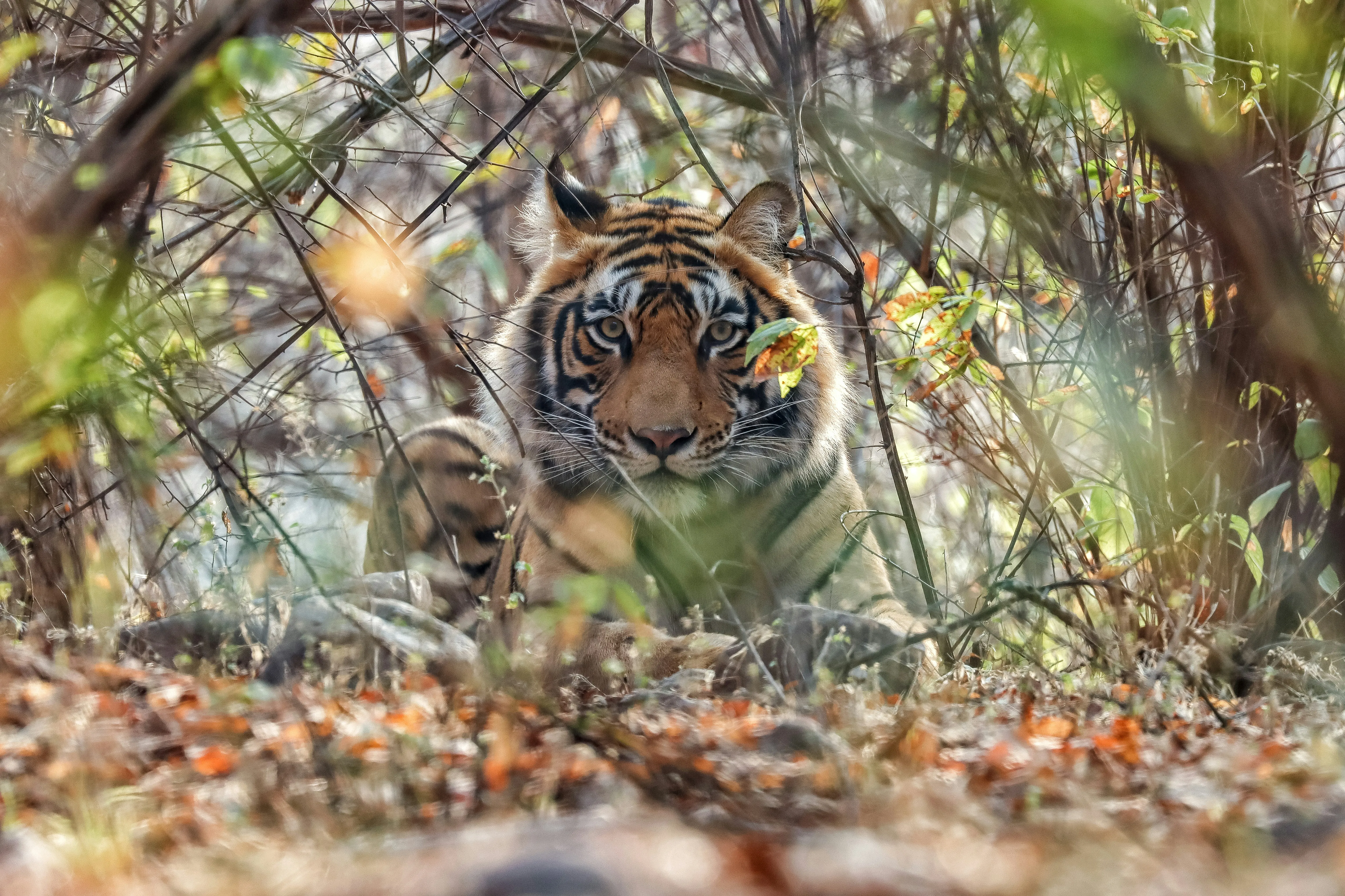 Tiger in the wild