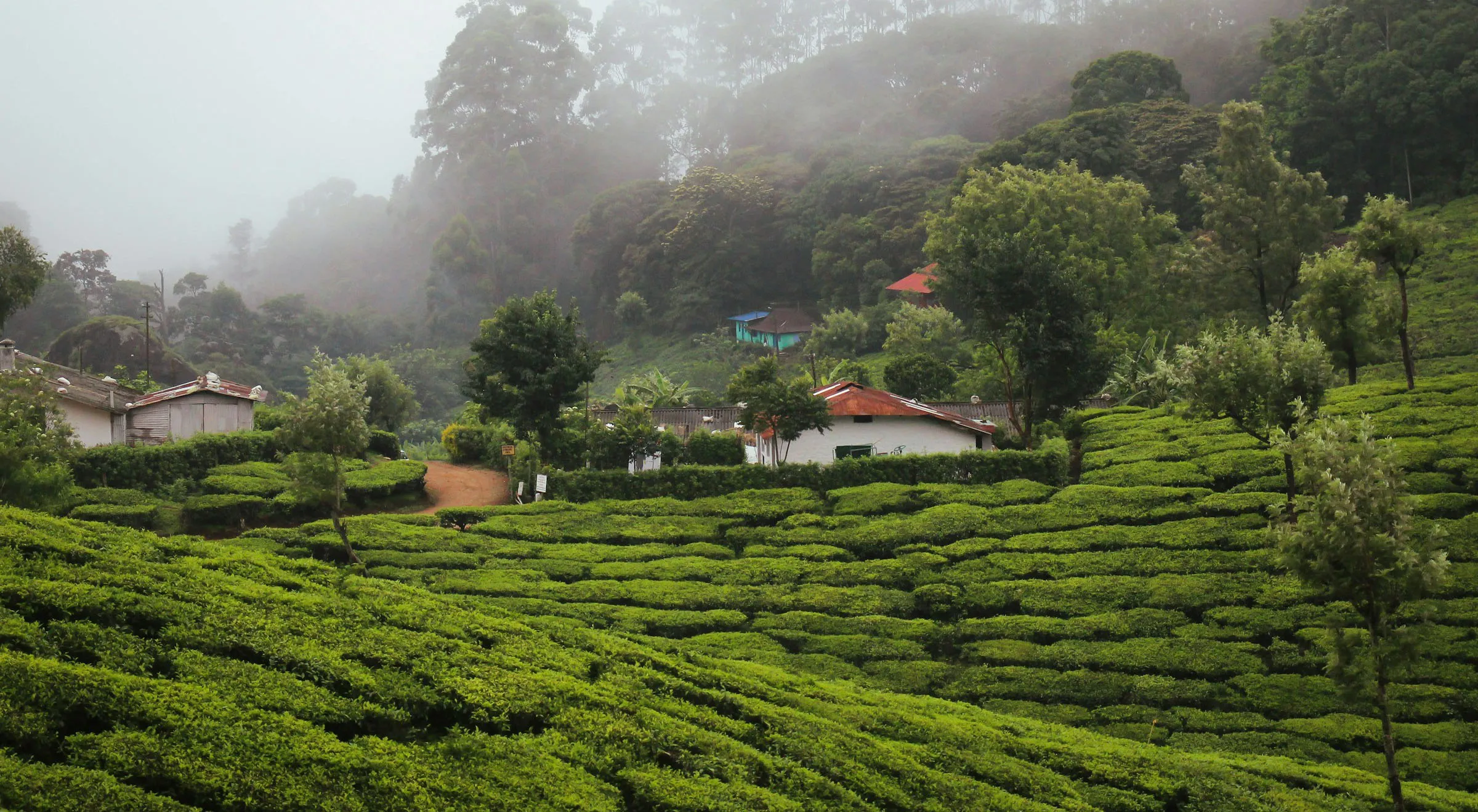 munnar-kerala-india01