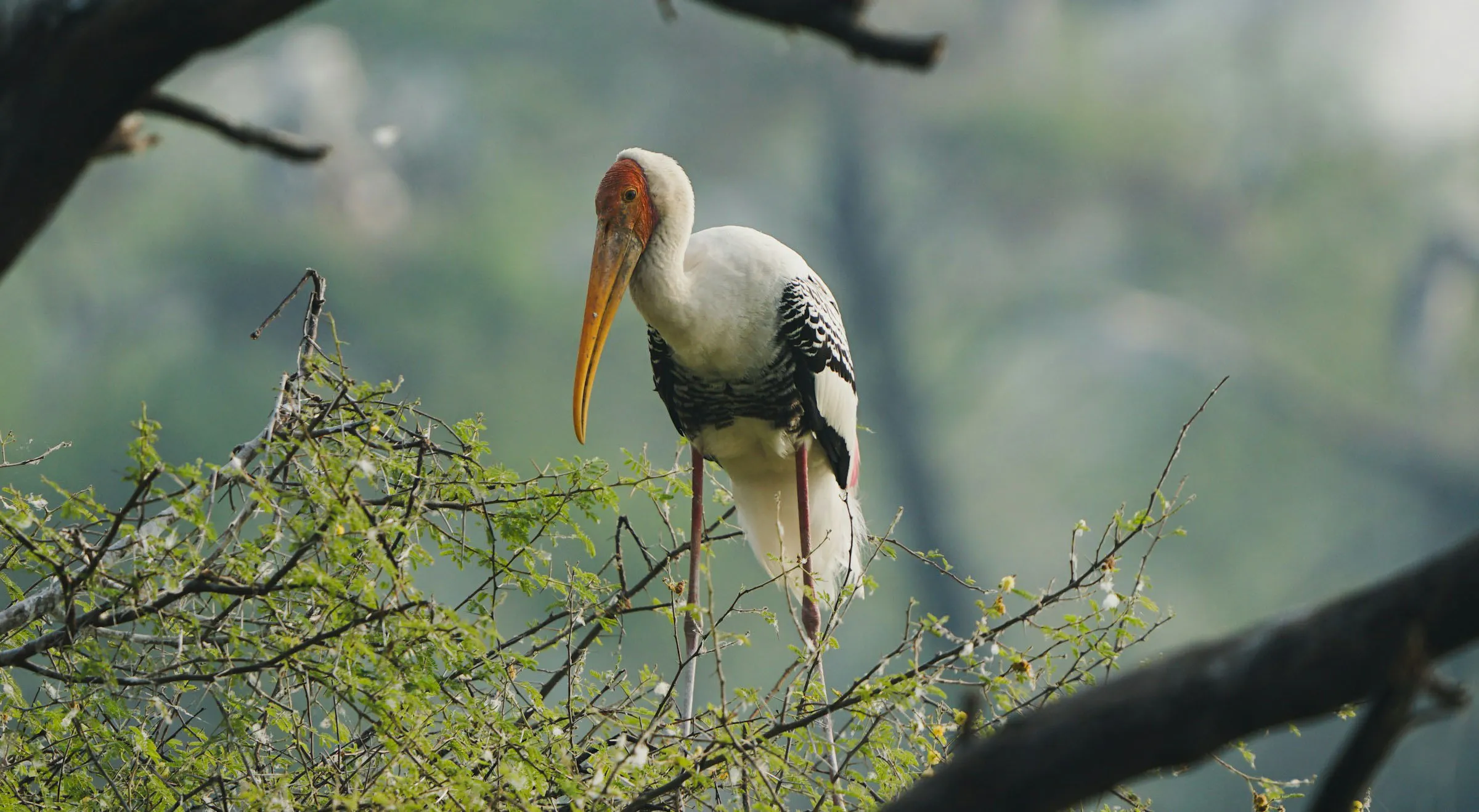 Birdwatching in India Jungle – Wildlife Experience