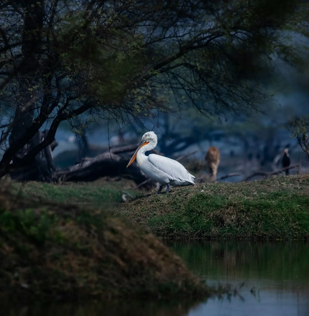 Indian Forest Bird Safari – Nature & Wildlife