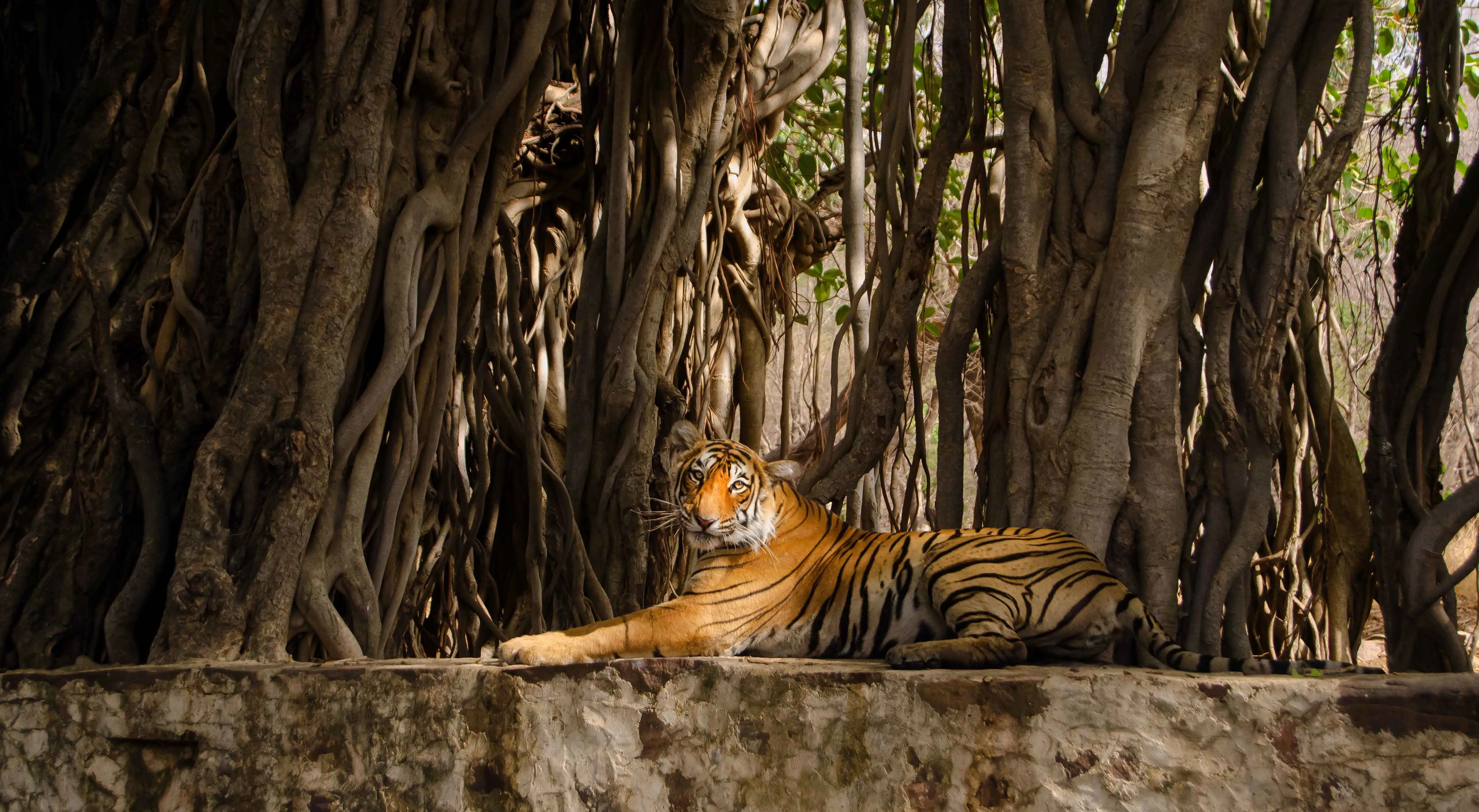 Tiger in forest